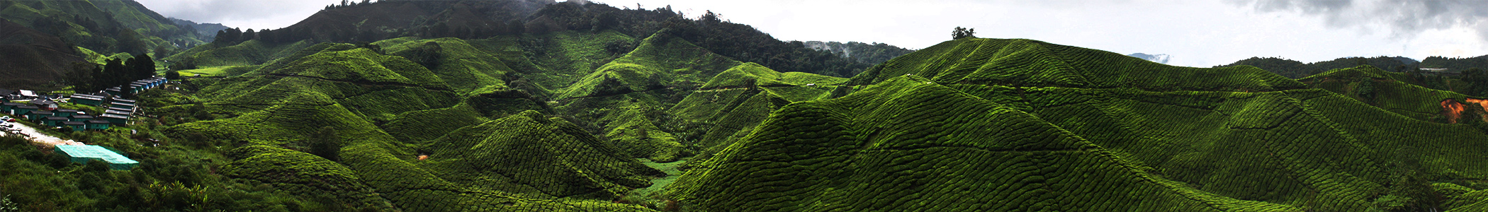 Cameron Highlands
