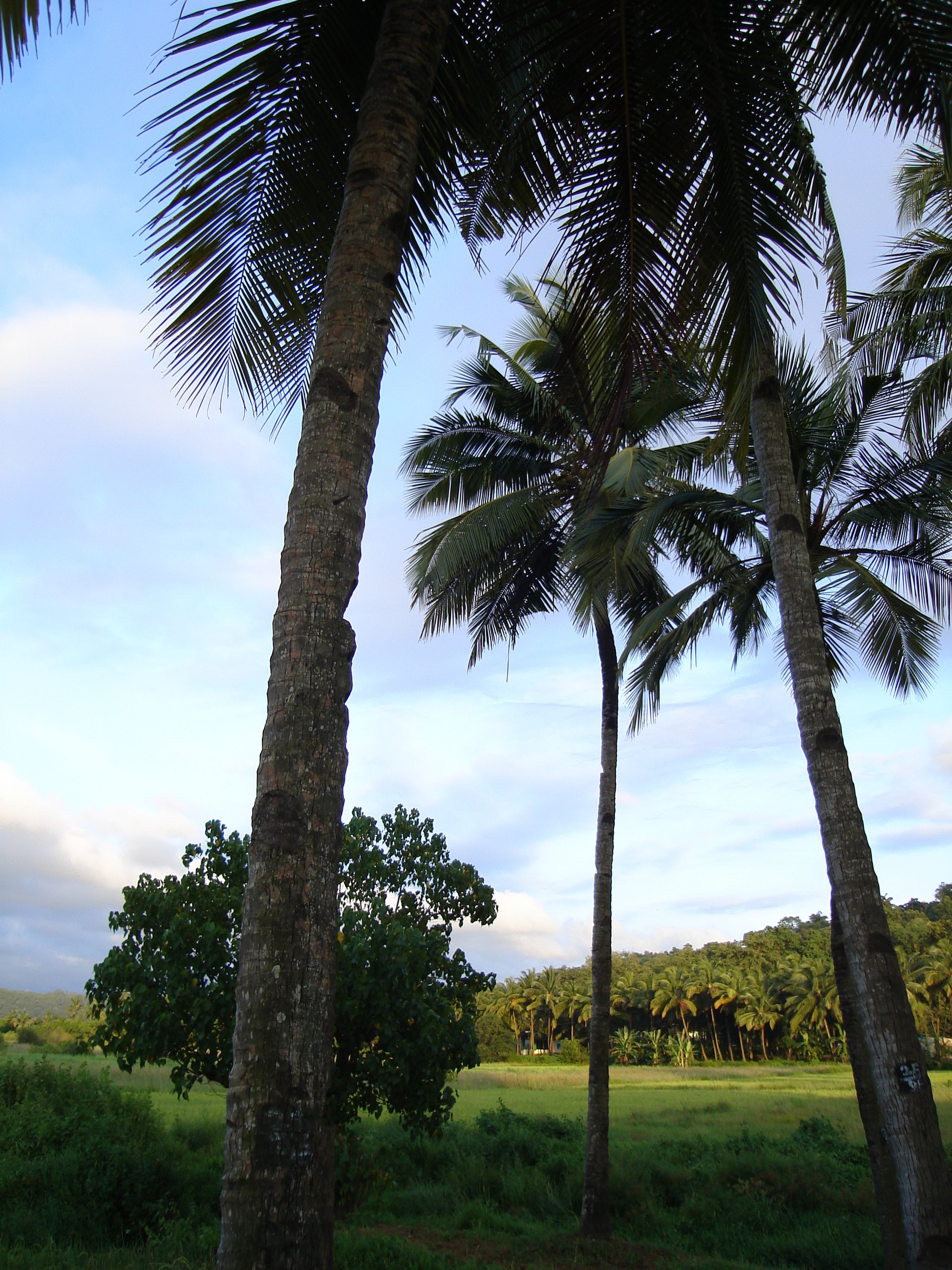 Goa